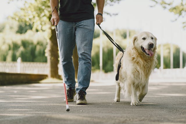 person walking outside with a cane and seeing-eye dog